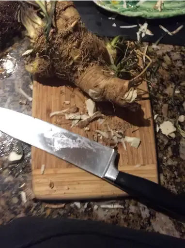 Homemade Horseradish