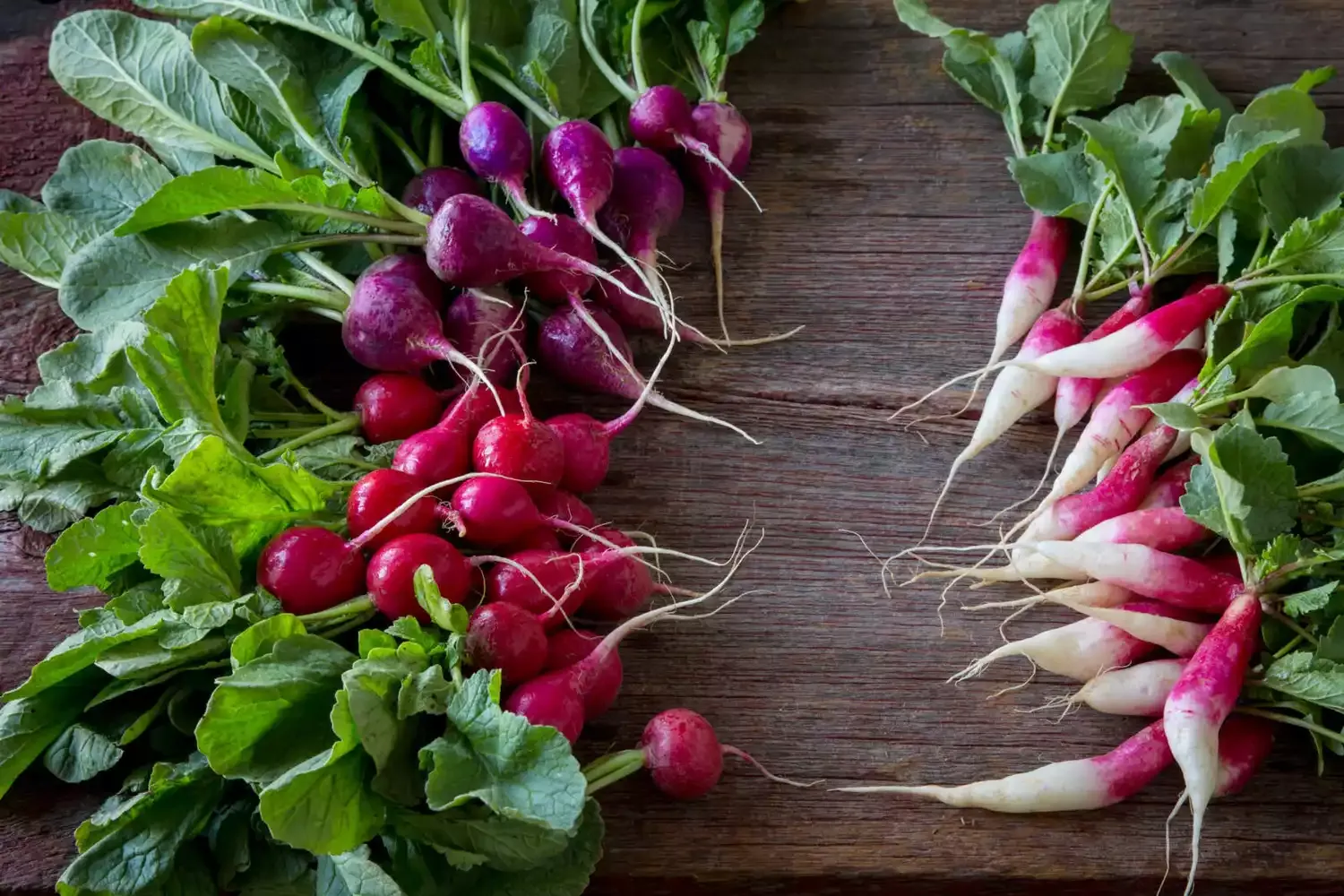 How to Store Radishes to Keep Them Fresh For Longer