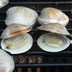 Grilled Littleneck Clams