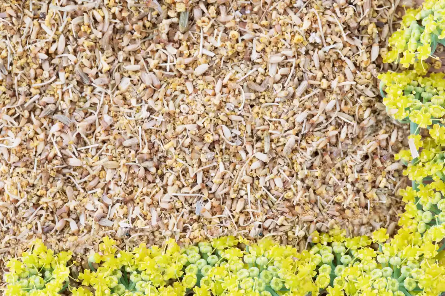 What Is Fennel Pollen and How Do You Use It?