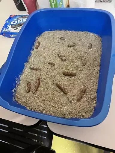 Kitty Litter Cake