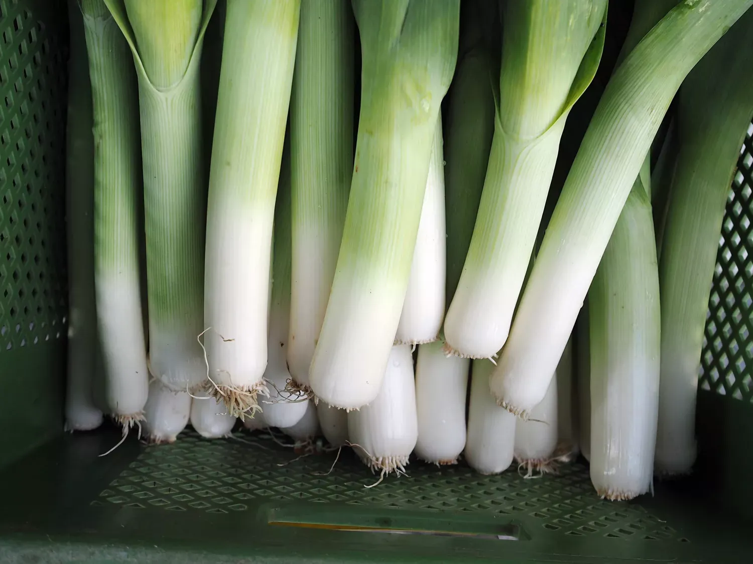 5 Ways to Cook with Leeks